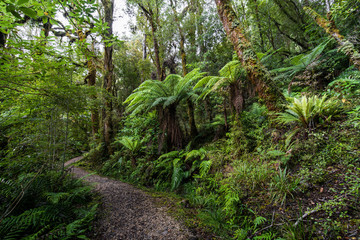 Fototapeta na wymiar Mystic Moss Covered Goblin Forest in Oparara Basin, New Zealand