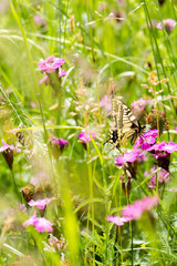 swallowtail on pink flower in meadow