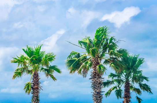 Tropical palm trees at scenic travel destination location. Beautiful palm trees with dramatic sky and clouds. Tropical beach image.