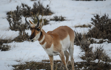 Wild Wyoming Antelope