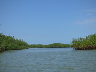 Manglares de Puerto Pizarro - Tumbes - Perú