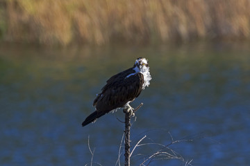 Bird osprey hunting from tree top perch