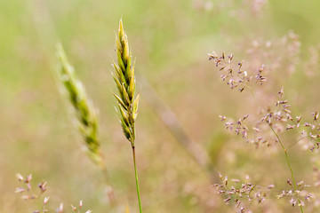 meadow in springtime