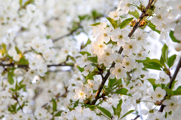beautiful flowers on the apple tree in nature
