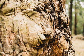 Tree trunk close up