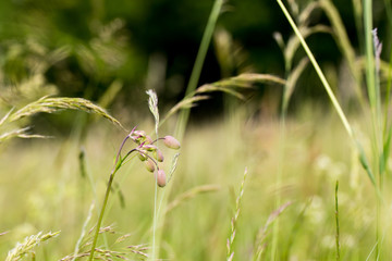 meadow in springtime