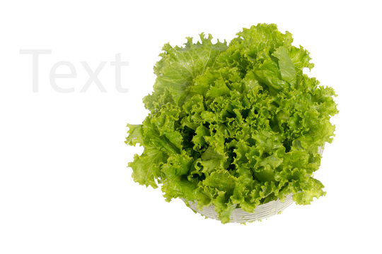 lettuce green isolated on a white background.