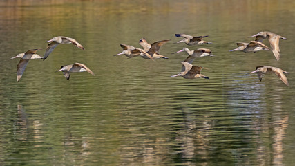 Birds marbled godwit flock of shore birds at Malibu Lagoon