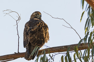 Hawk on tree limb perch in San Diego