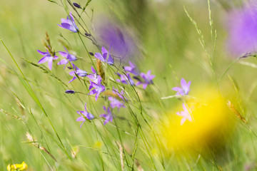 bell flowers in spring meadow