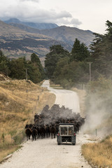 Cattle driven along road in rural New Zealand