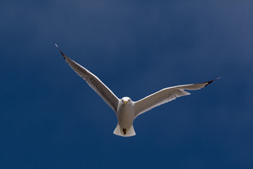 Flying Seagull