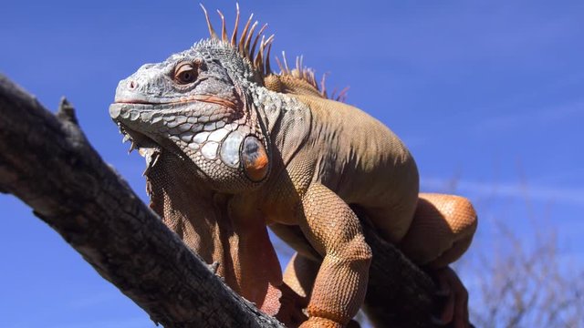 iguana basking in the sun