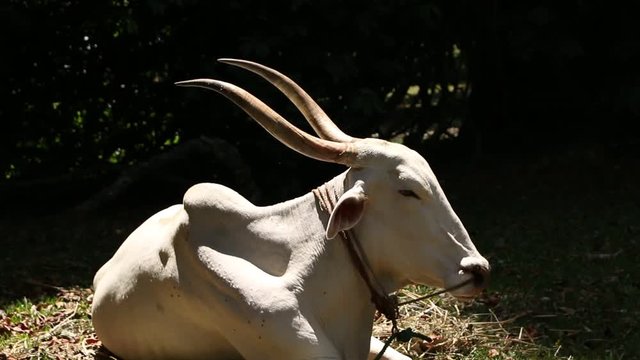 White Cow with horns in forest
