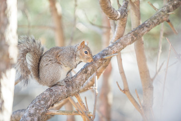 Squirrel
