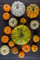 Collection of Pumpkins on Dark Background