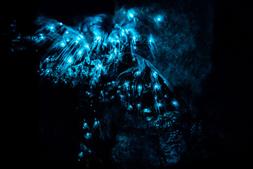 Closeup of New Zealand Glow Worms in Waipu Cave