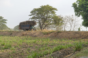 Fototapeta na wymiar Vintage trucks are carrying sugar cane.