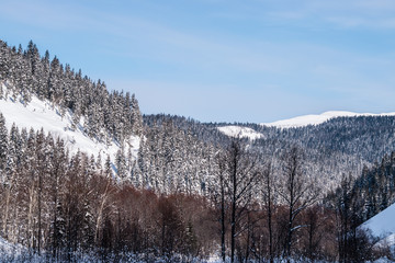 Winter landscape in the mountains with blue sky and snow-capped peaks and forest