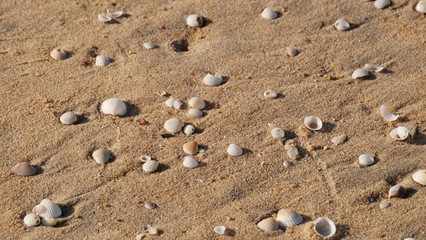 Seashell as background /  shell, is a hard, protective outer layer created by an animal that lives in the sea. The shell is part of the body of the animal. 