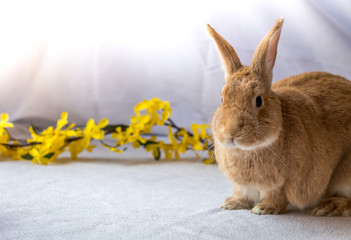 Bunny Rabbit in rufus color poses next to yellow forsythia flowers against light background, room for text