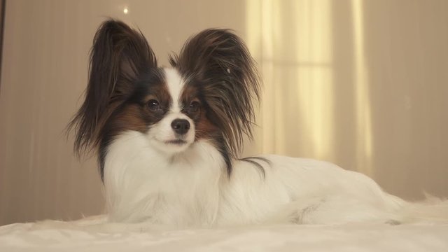 Young dog breeds Papillon Continental Toy Spaniel lies on bed and looks around stock footage video