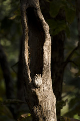 An owl sitting in its nest inside pench national park