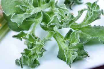 Ice plant on the white plate