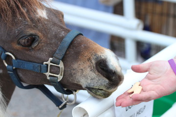 Miniature horse receiving a snack