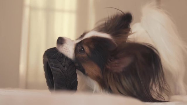 Young dog breeds Papillon Continental Toy Spaniel gnaws rubber tire - a fun tire changer stock footage video