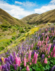Obraz premium Colorful Lupins blooming in December along the side of Crown Range Scenic Road between Queenstown and Wanaka in New Zealand.