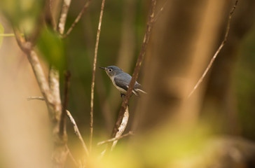 Blue-gray gnatcatcher between branches