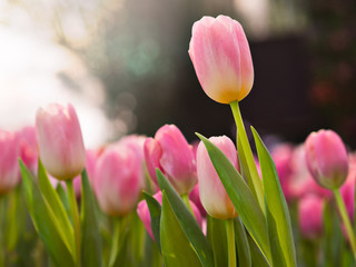 Beautiful pink blooming tulips in tulips field with natural sunrise or sunset background in spring season