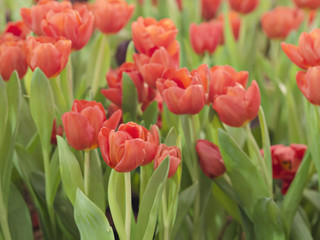 Fototapeta premium Beautiful bright red color tulips flower in tulips fields at morning in spring or summer season, natural scene in Dutch 