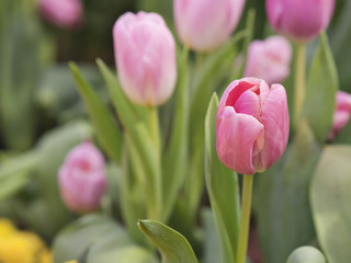 Stunning and beautiful pink tulips flowers in a natural garden for colorful spring season