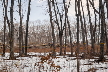Trees with marks for cutting. Logs