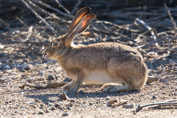 Black-tailed jackrabbit, seen in the wild near a north California marsh 