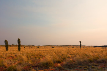 Sparse trees in flat landscape in the outback of the Northern Territory in Australia