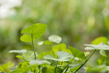 Fototapeta na wymiar Green Gotu kola, Asiatic pennywort, Indian pennywort ,herb plant