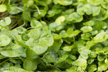Green Gotu kola, Asiatic pennywort, Indian pennywort ,herb plant