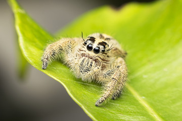 Super Macro Jumping Spider in Tropical Park