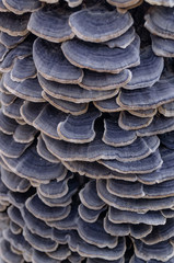 Mushroom group inedible on a stump. Beautiful background in scale