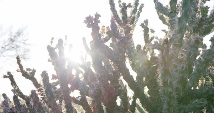Cacti plants in the desert under intense sunlight - roating shot close up on thorns