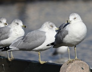 Obraz premium Love My Seagulls 9