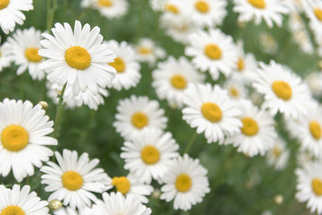 Daisy flower on green meadow