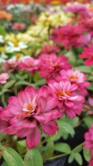 Obraz premium Zinnia violacea Cav in the garden. Flowers with pink petal. Ornamental plants 
