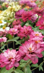 Zinnia violacea Cav in the garden. Flowers with pink petal. Ornamental plants  