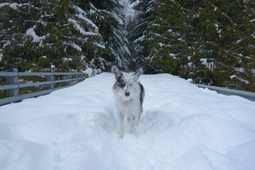 Obraz premium Landscapes of The Pacific Northwest, Washington State