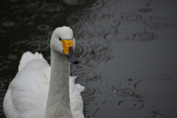 Obraz premium 白鳥