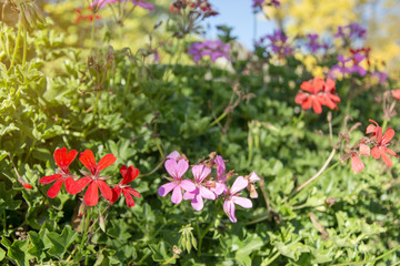 Fototapeta premium Colorful flower in forest, beautiful blooming flower
